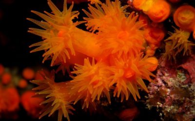 Comienza el proyecto Coral3D concedido por la Fundación Biodiversidad