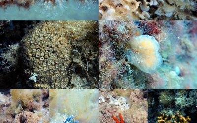 Biólogas del CTM realizan las primeras inmersiones de reconocimiento de hábitats y especies para preparar la formación del proyecto ReReef